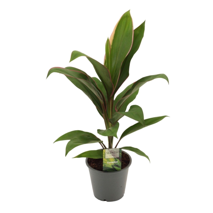 <h4>Cordyline Salsa 12 cm</h4>