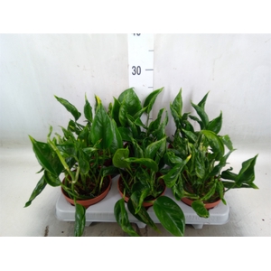 Epipremnum   ...