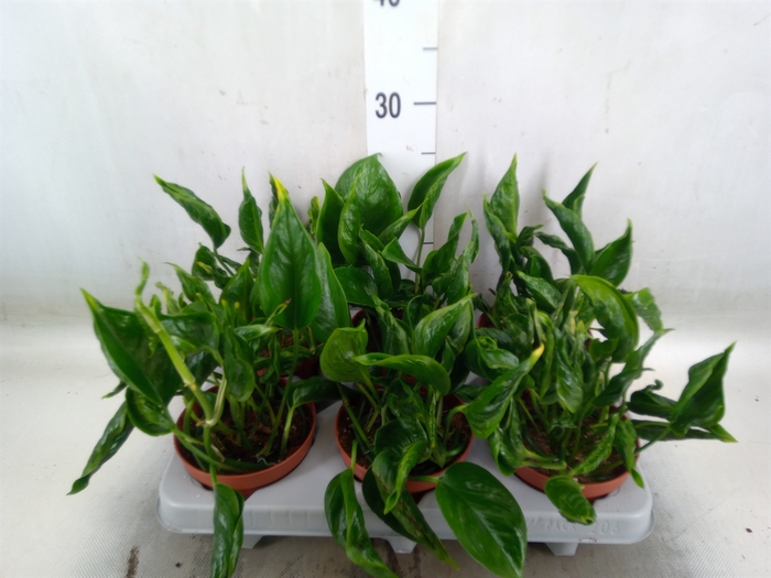 <h4>Epipremnum   ...</h4>