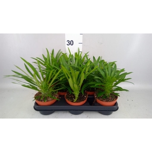 Pachypodium lamerei
