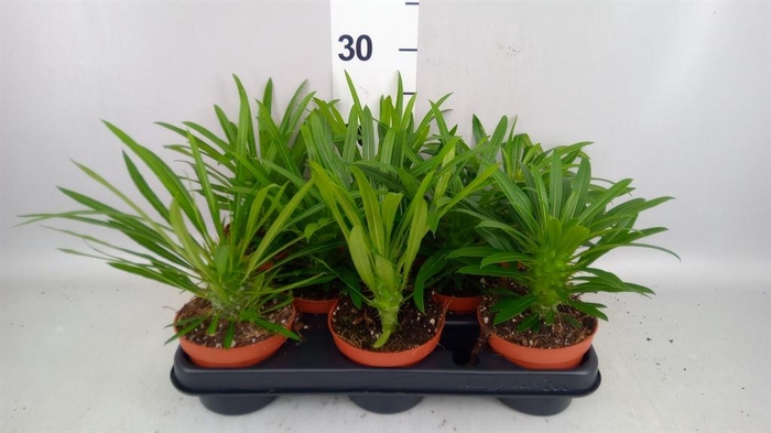<h4>Pachypodium lamerei</h4>