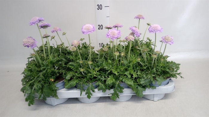 <h4>Scabiosa columb.</h4>
