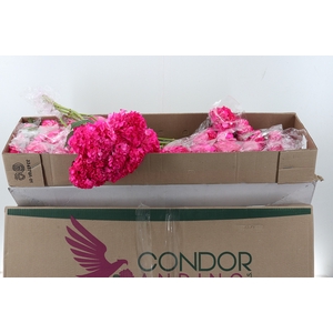 Hydr Candy Sel Box