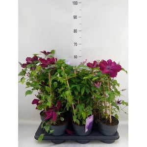 Clematis  'Boulevard'   ...mix