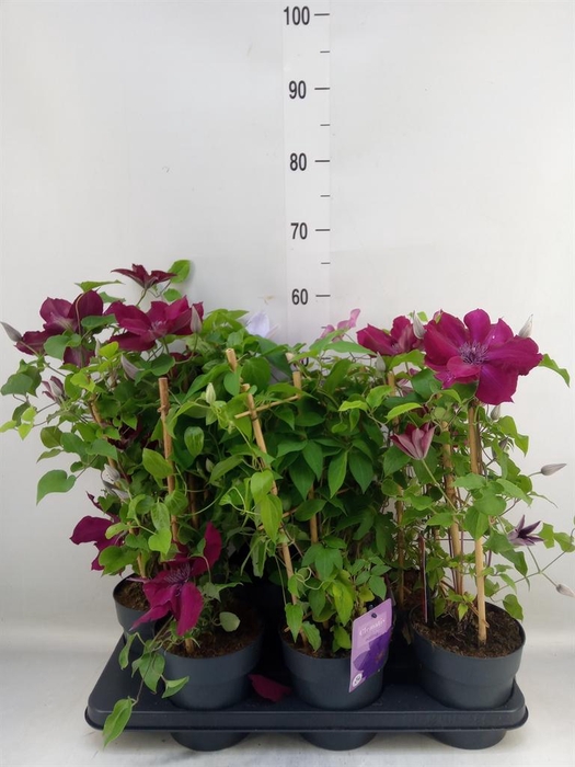 <h4>Clematis  'Boulevard'   ...mix</h4>