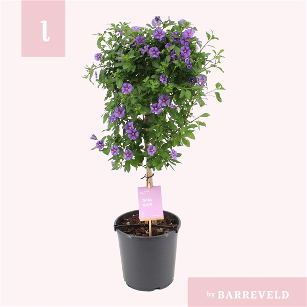 <h4>Solanum Rantonnetii stam</h4>