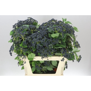 Viburnum Dark Blue Hermania