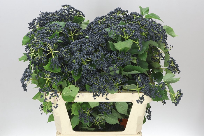 <h4>Viburnum Dark Blue Hermania</h4>