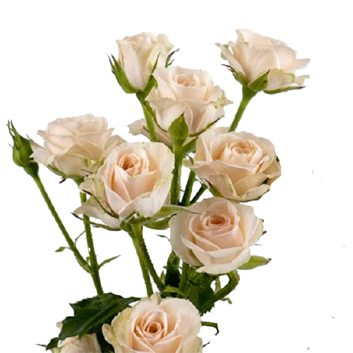 ROSA SPRAY JANA 060 CM CHAMPAGNE/CR