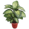 DIEFFENBACHIA TROPIC SNOW P24