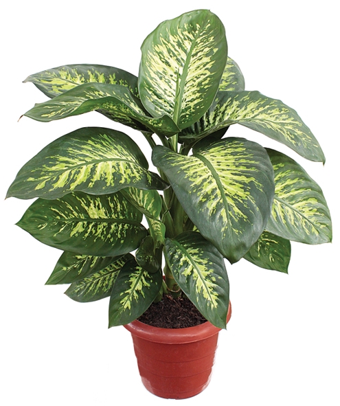 DIEFFENBACHIA TROPIC SNOW P24