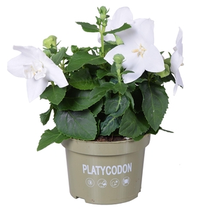 Platycodon White