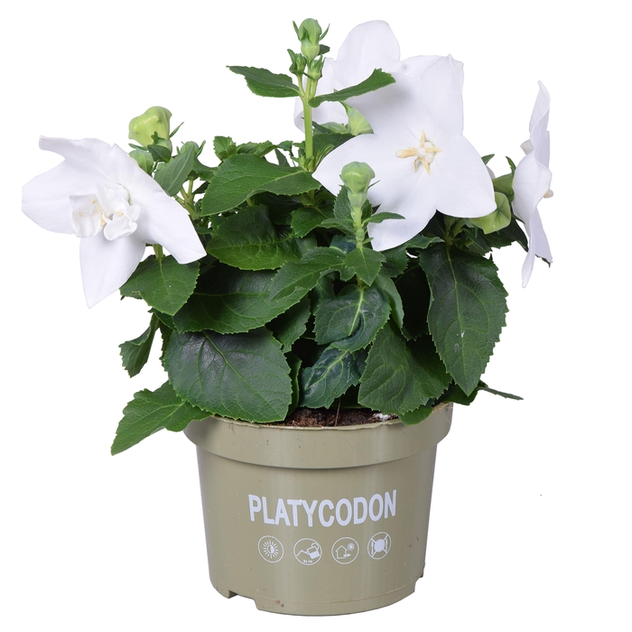 <h4>Platycodon White</h4>