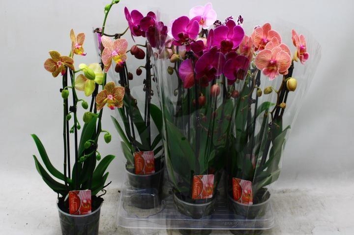 <h4>PHAL EL CASCADE</h4>