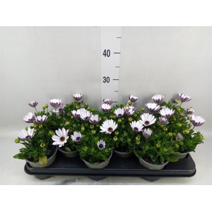 Osteospermum  'Margarita Cream'