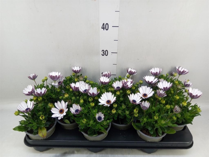 <h4>Osteospermum  'Margarita Cream'</h4>