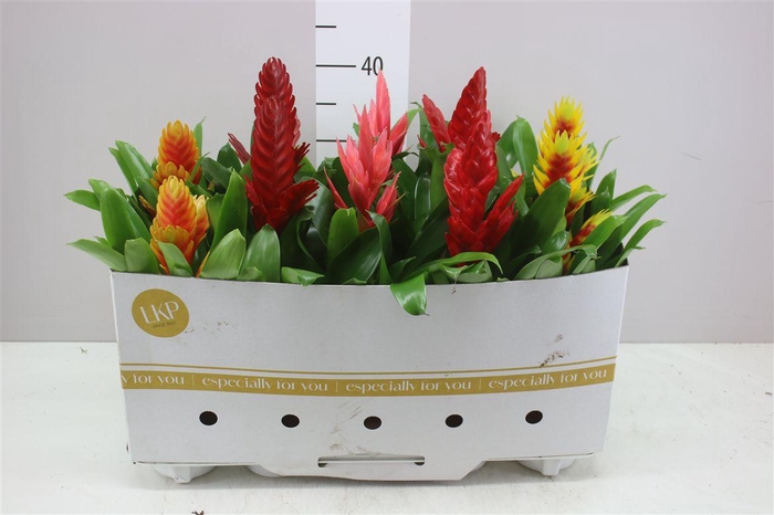 <h4>Vriesea Gemengd</h4>