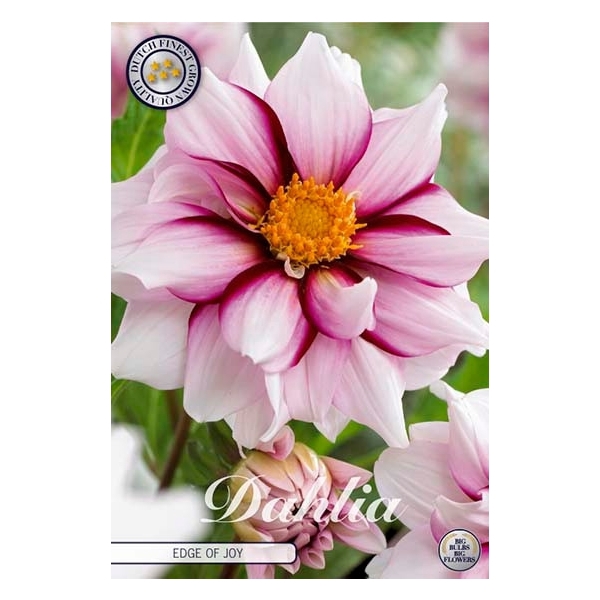 <h4>Dahlia Edge of Joy x1</h4>