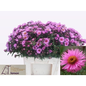 AST OV ROZE PER BOS