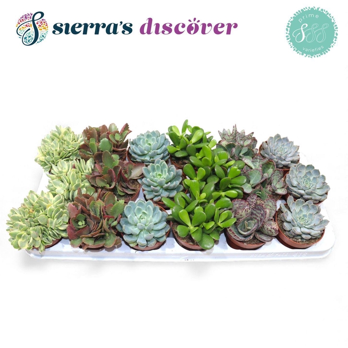 <h4>Discover® - Valencia Succulent MIx (Prime)</h4>