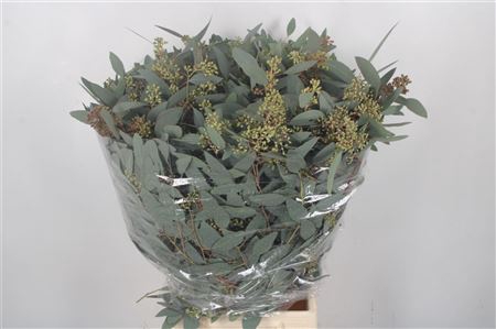 <h4>Euc Populus Berry Per Bunch 300 Gram Extra</h4>