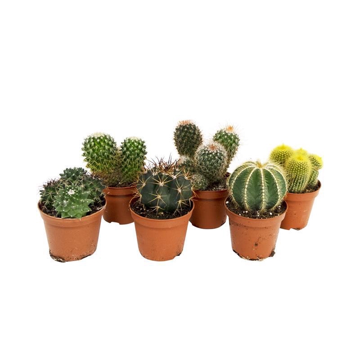 <h4>CACTACEAE 554000 Cactus 8,5 cm</h4>