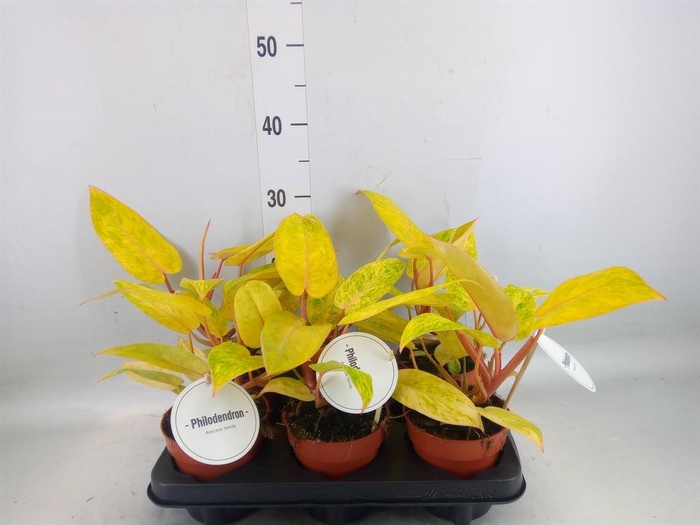 <h4>Philodendron   ...</h4>