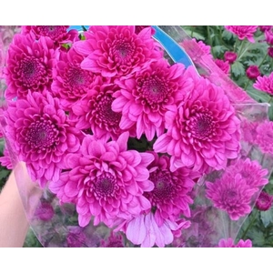 Chr Malibu Purple