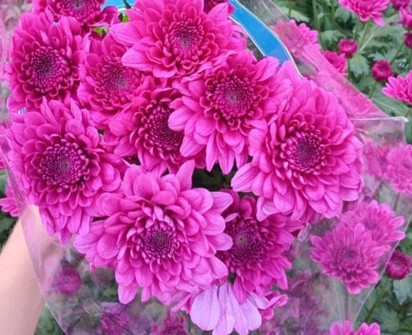 <h4>Chr Malibu Purple</h4>