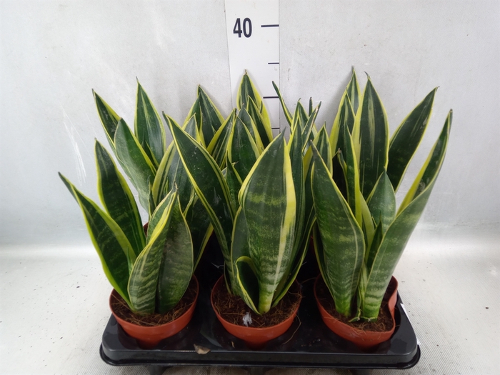 <h4>Sansevieria  'Star Canary'</h4>