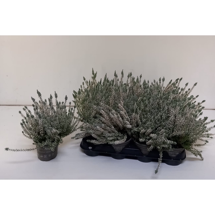 <h4>Calluna geverfd wit 10</h4>