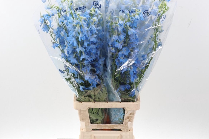 <h4>Delph En Sky Waltz</h4>