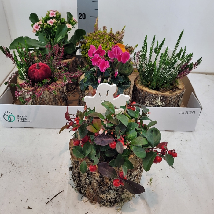 <h4>ARR TUINPLANTEN</h4>