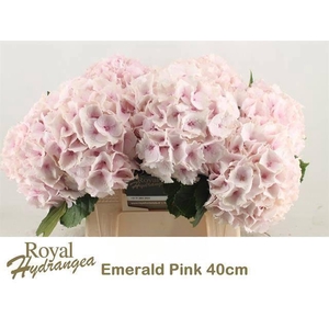 HYDR M MAG EMERALD