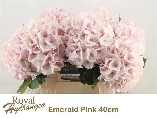 <h4>HYDR M MAG EMERALD</h4>