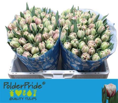 <h4>Tu Du Innocence</h4>