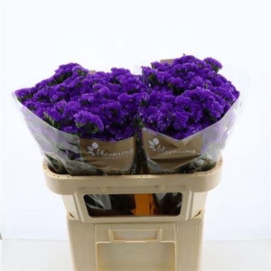 Lim S Navy Sun Birds