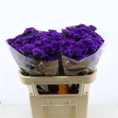 <h4>Lim S Navy Sun Birds</h4>