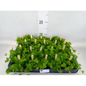 Peperomia rotundifolia