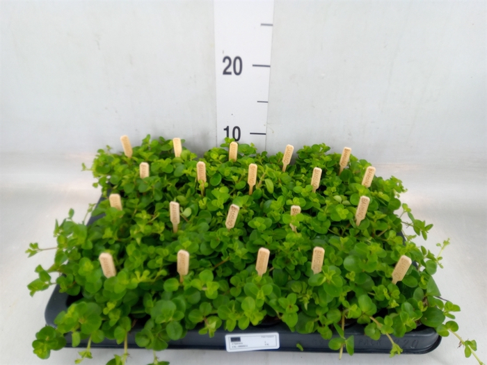 <h4>Peperomia rotundifolia</h4>