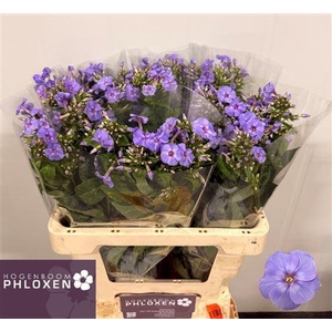 PHLOX P BUTTERFLY