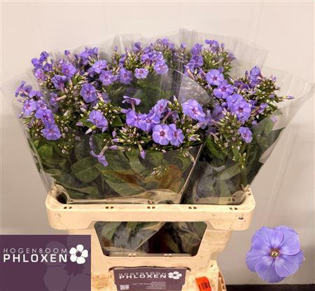 <h4>PHLOX P BUTTERFLY</h4>