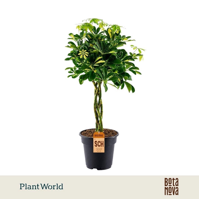 <h4>Schefflera Gold Capella gevlochten stam</h4>