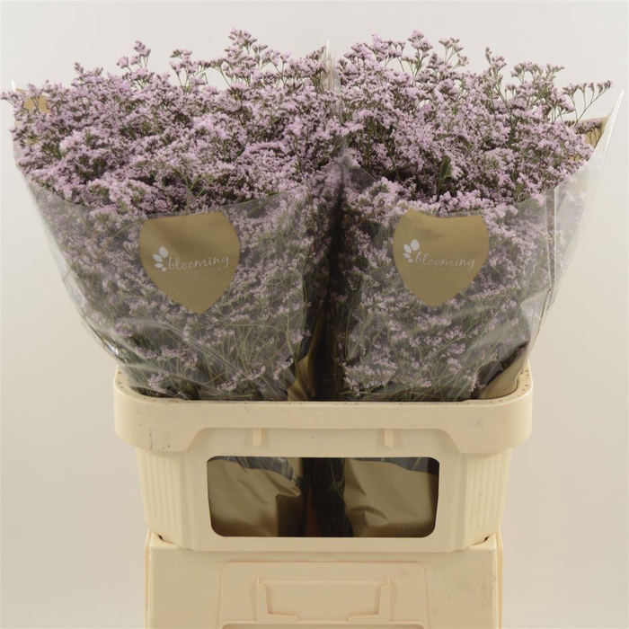 <h4>LIMONIUM  'SAFORA OSHI PINK'</h4>