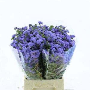 AGER H BLUE HORIZON