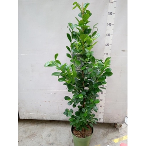 Ficus microcarpa 'Moclame'