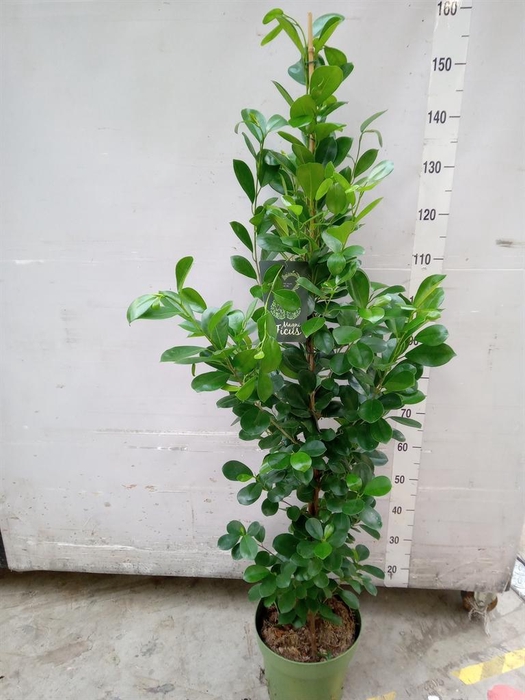 <h4>Ficus microcarpa 'Moclame'</h4>