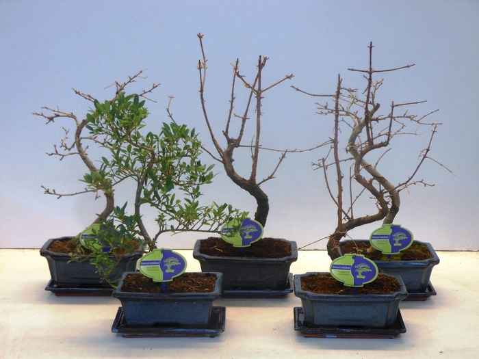 <h4>Bonsai mix outdoor, 20cm., shape, with drip tray - Partly without leaves during winter</h4>