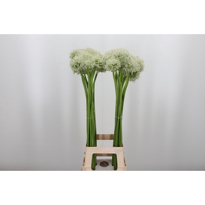 Allium Mount Everest