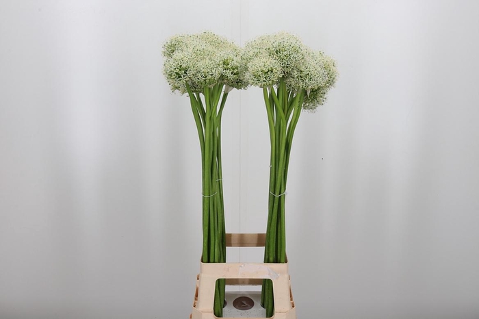 <h4>Allium Mount Everest</h4>